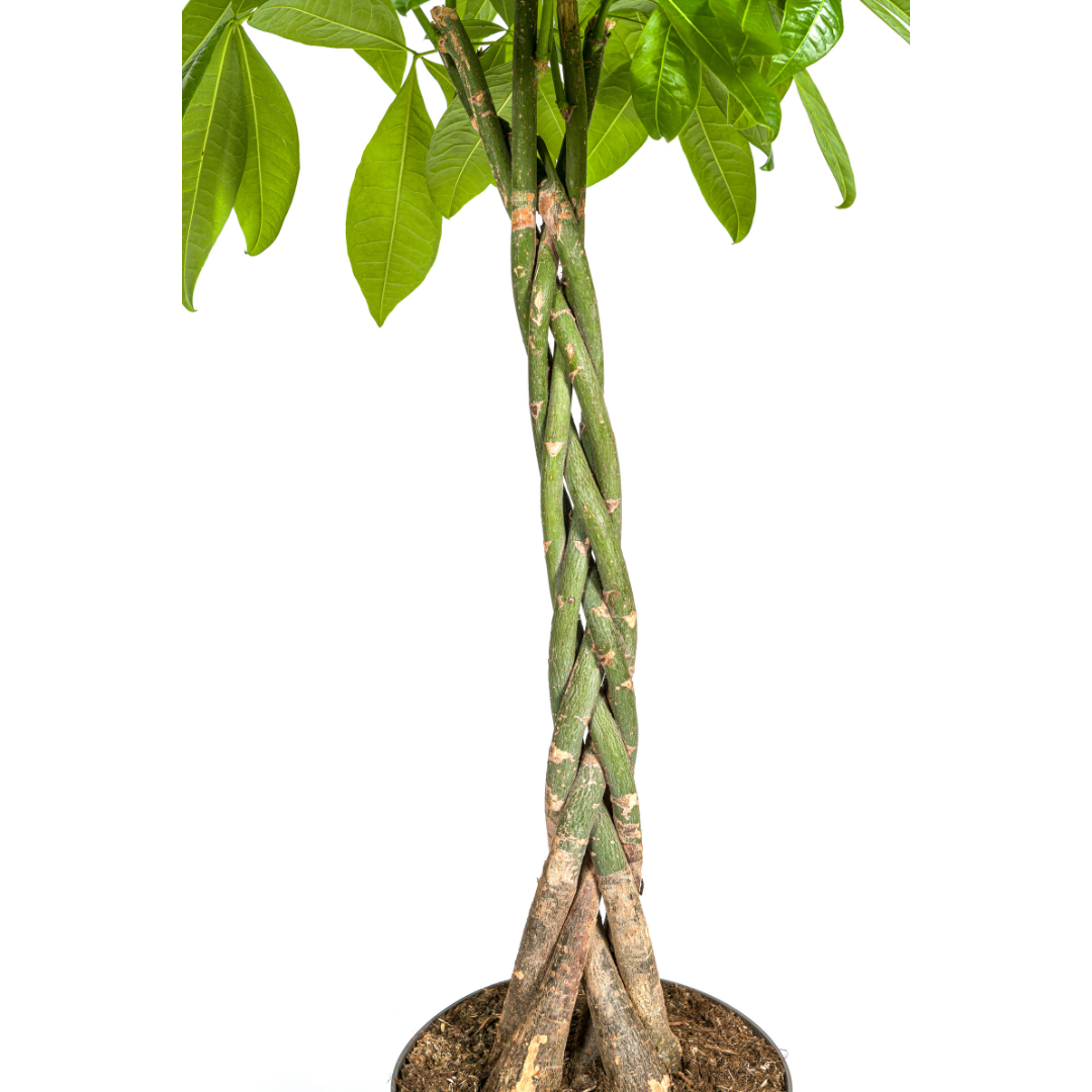 Money Tree (Pachira aquatica) - view 3
