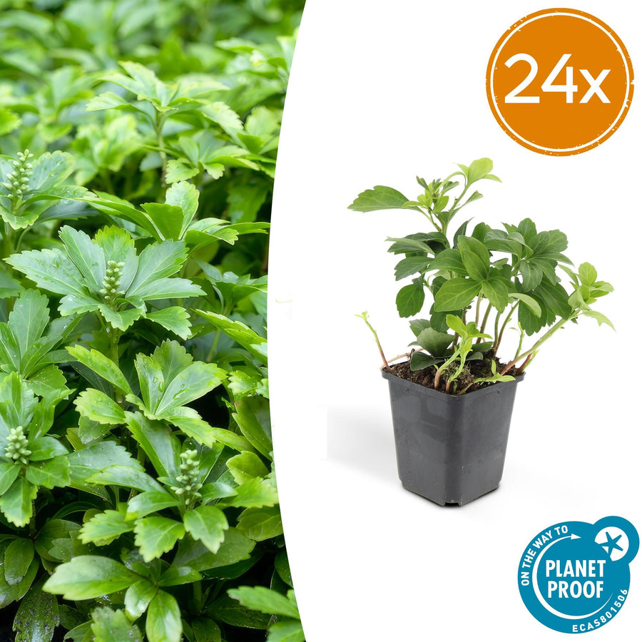 Pachysandra in black plastic pot showing green lobed foliage and small flower buds, 10-25cm height, 24 plants