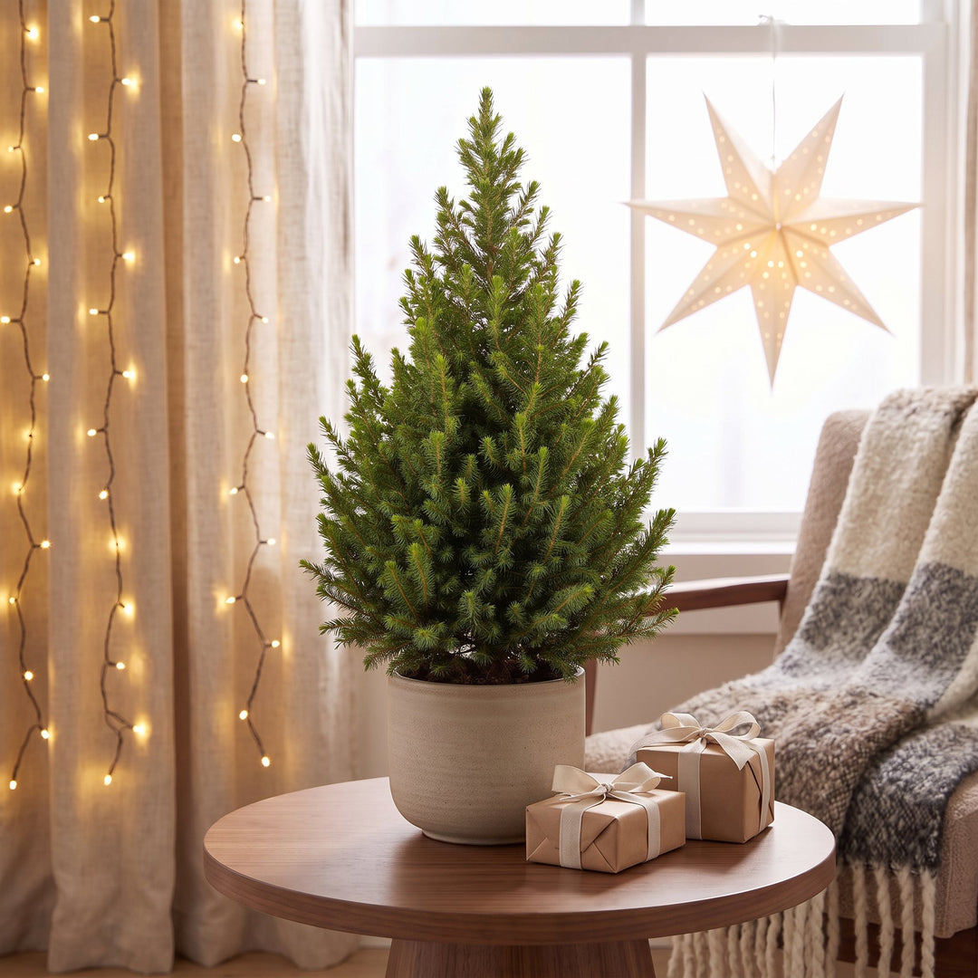 Pack of 2 potted dwarf spruce Christmas trees, 65cm in 19cm pots - view 3