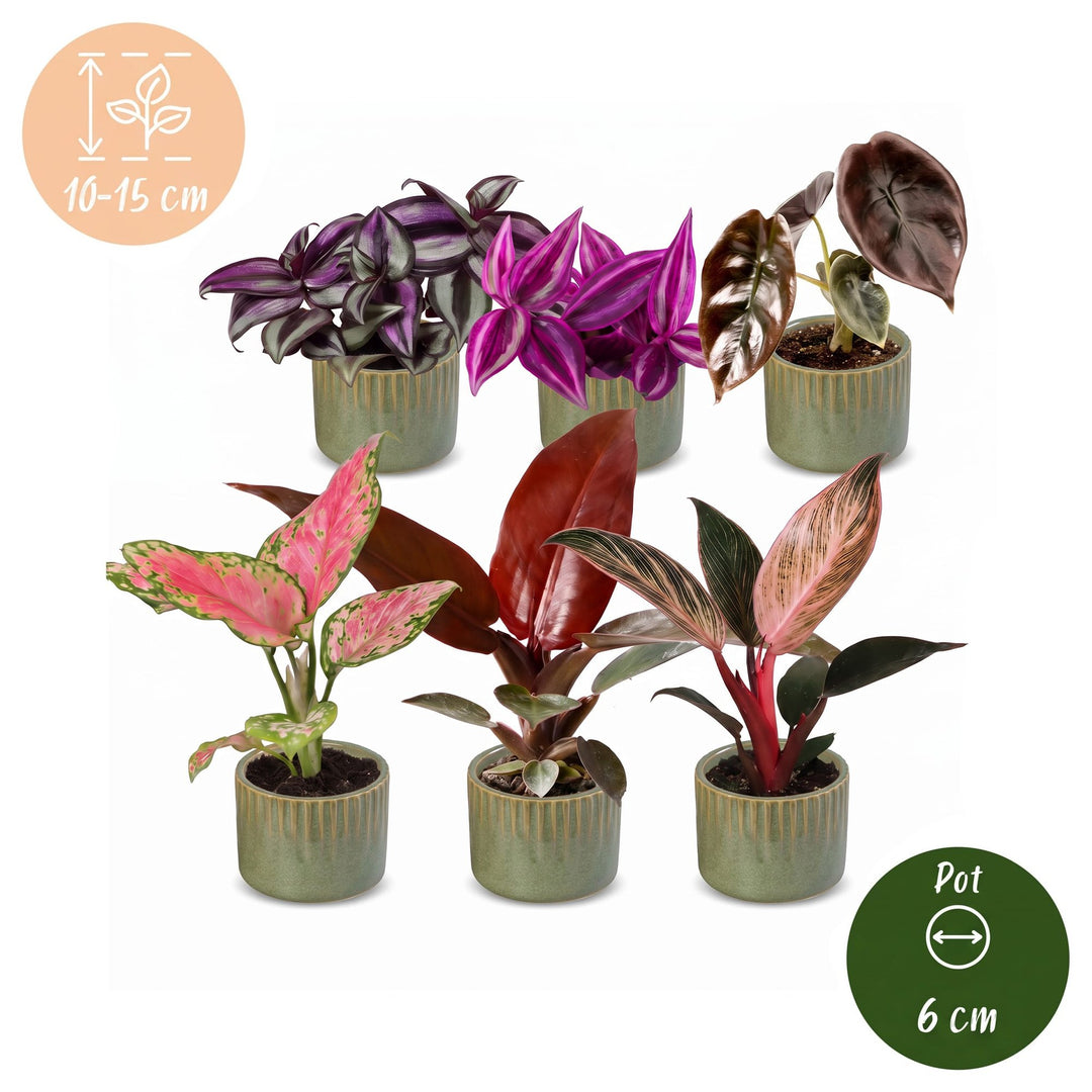 Baby Paradise Mix, pack of 6 tropical houseplants in pink and red tones, image 5