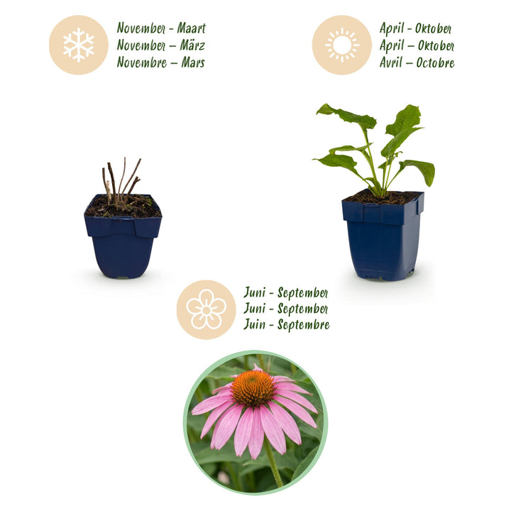 12 Echinacea purpurea 'Magnus' coneflower plants in 11cm pots - view 4