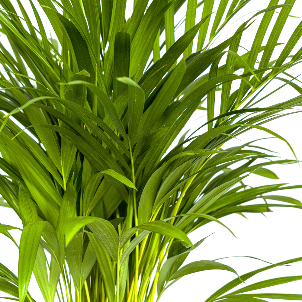 Dypsis Areca Lutescens plant with lush green fronds, 80-100cm tall, by Everspring, in a 19cm pot.