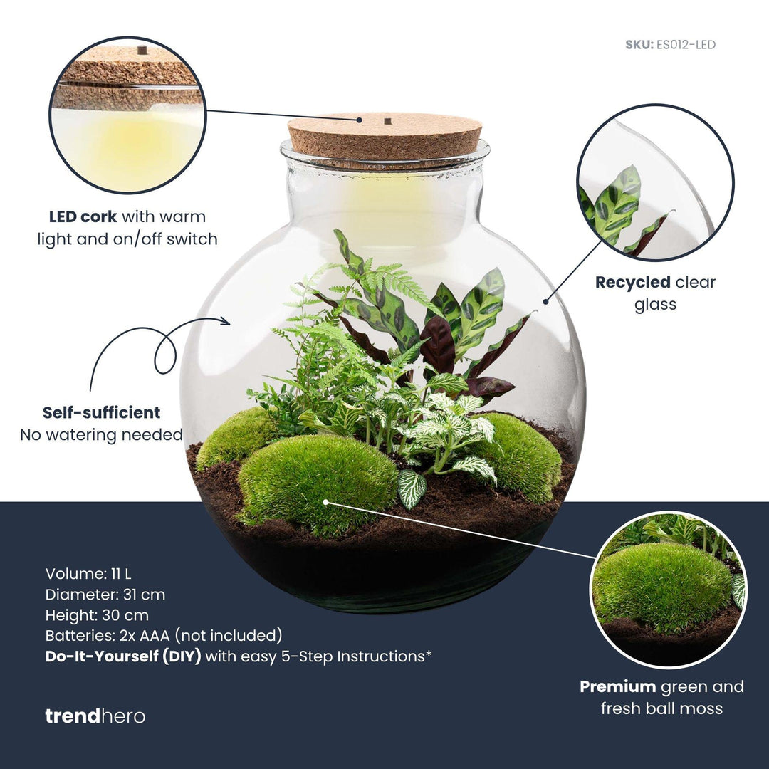 Bolder Bob DIY terrarium kit with cork, 30 cm high, image 3