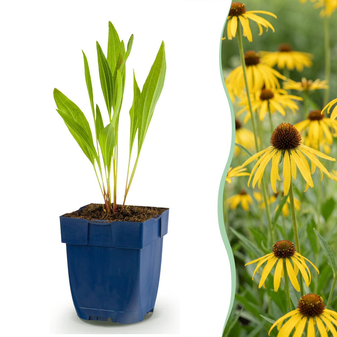24x Echinacea paradoxa yellow coneflower plants in 11cm pots