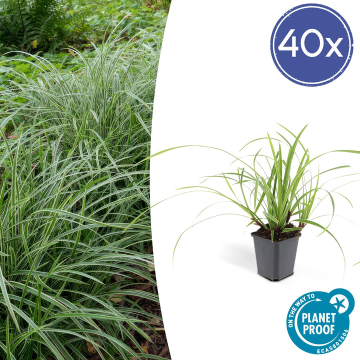 40x Carex morrowii 'Ice Dance' Variegated Sedge - 10-25cm - Ø9cm