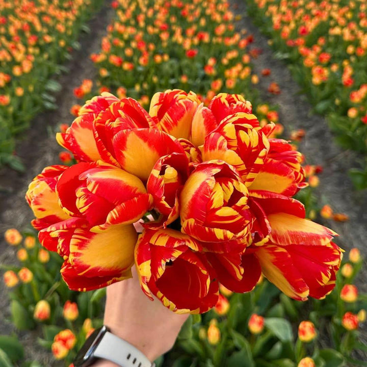 Medium Tulip Mix - 50 Bulbs Sustainable Value Pack
