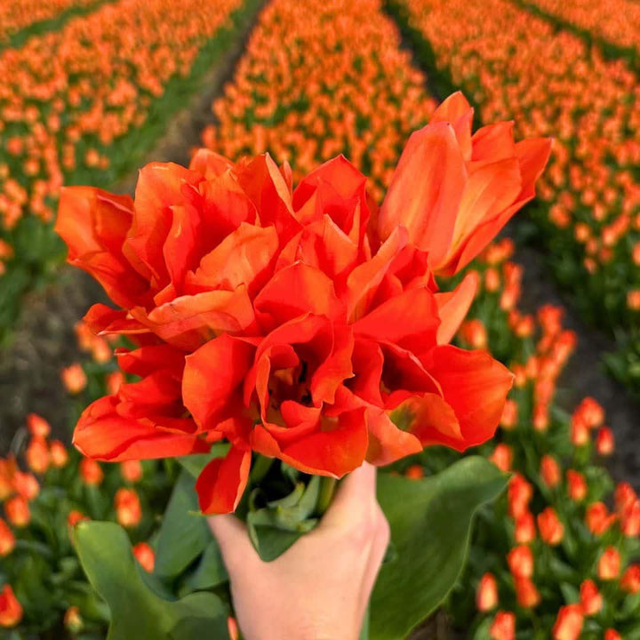 Medium Tulip Mix - 50 Bulbs Sustainable Value Pack