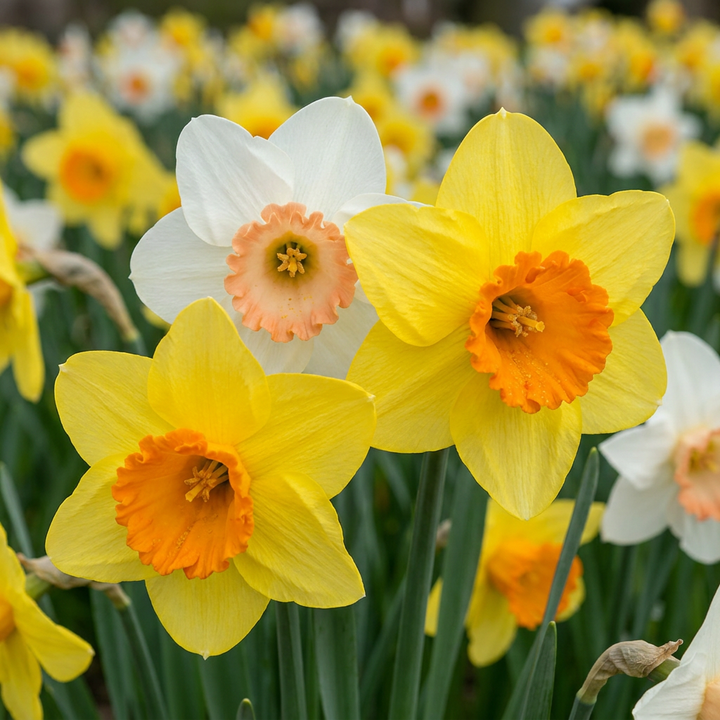 Narcissus Mix in flower, mixed daffodils in yellow, white and cream, 320-bulb pack for Irish gardens