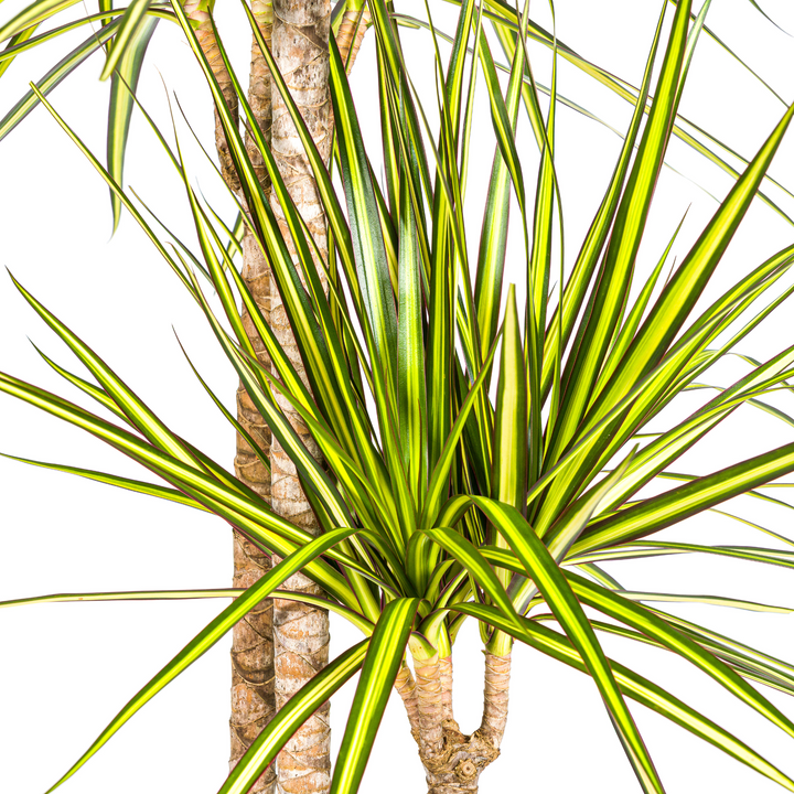 Dracaena Marginata Sunray 130-150cm — Madagascar Dragon Tree in 24cm pot