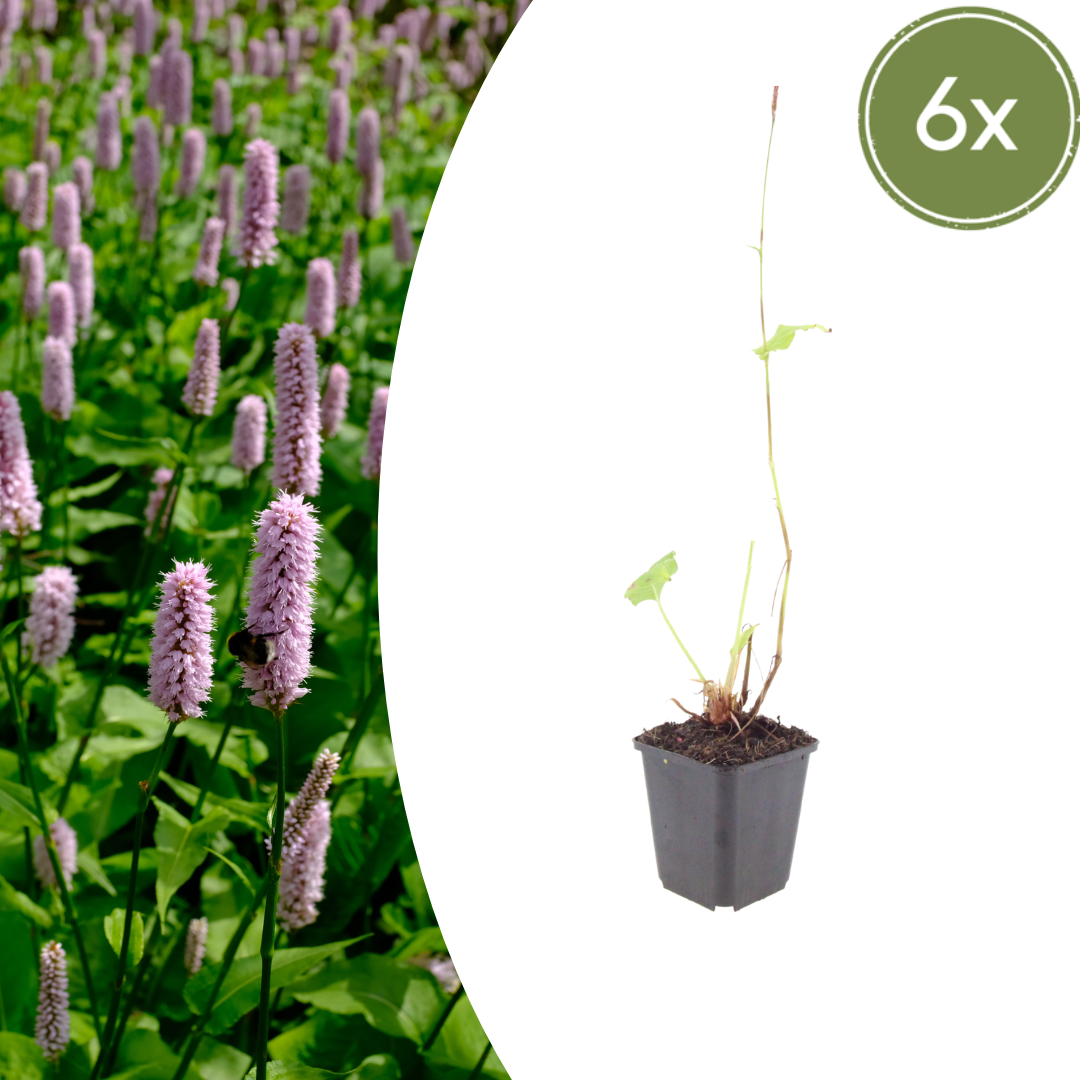 6x Persicaria aff. 'Superba' - ↕10-25cm - Ø9cm