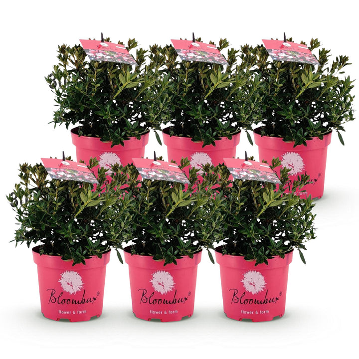 6 Rhododendron Bloombux Magenta plants in 17cm pots, 30-40cm tall - view 2