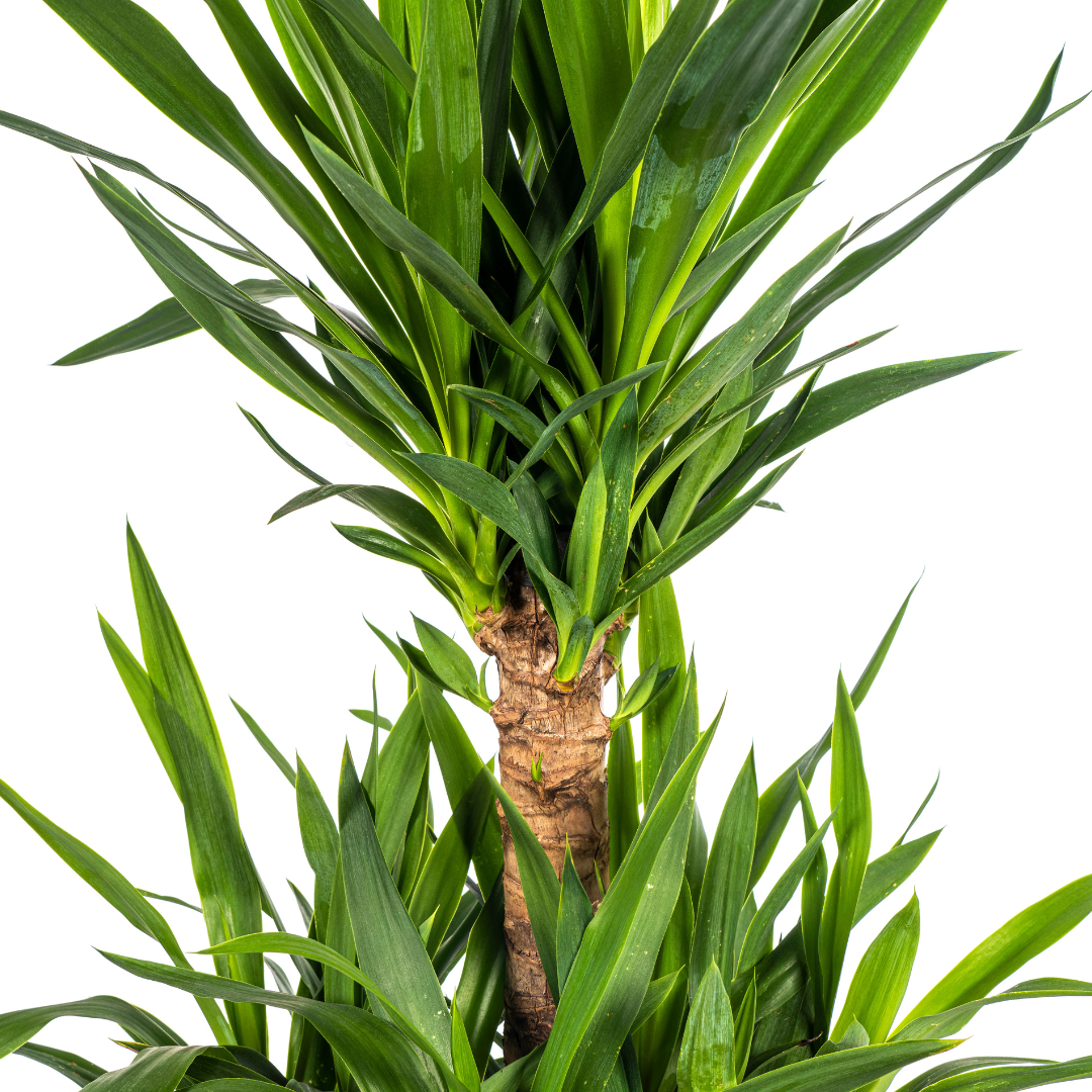 Yucca Elephantipes 90-110cm — Spineless Yucca in 30cm pot