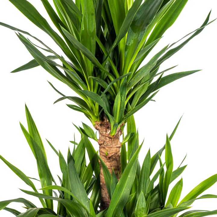 Yucca Elephantipes 90-110cm — Spineless Yucca in 30cm pot