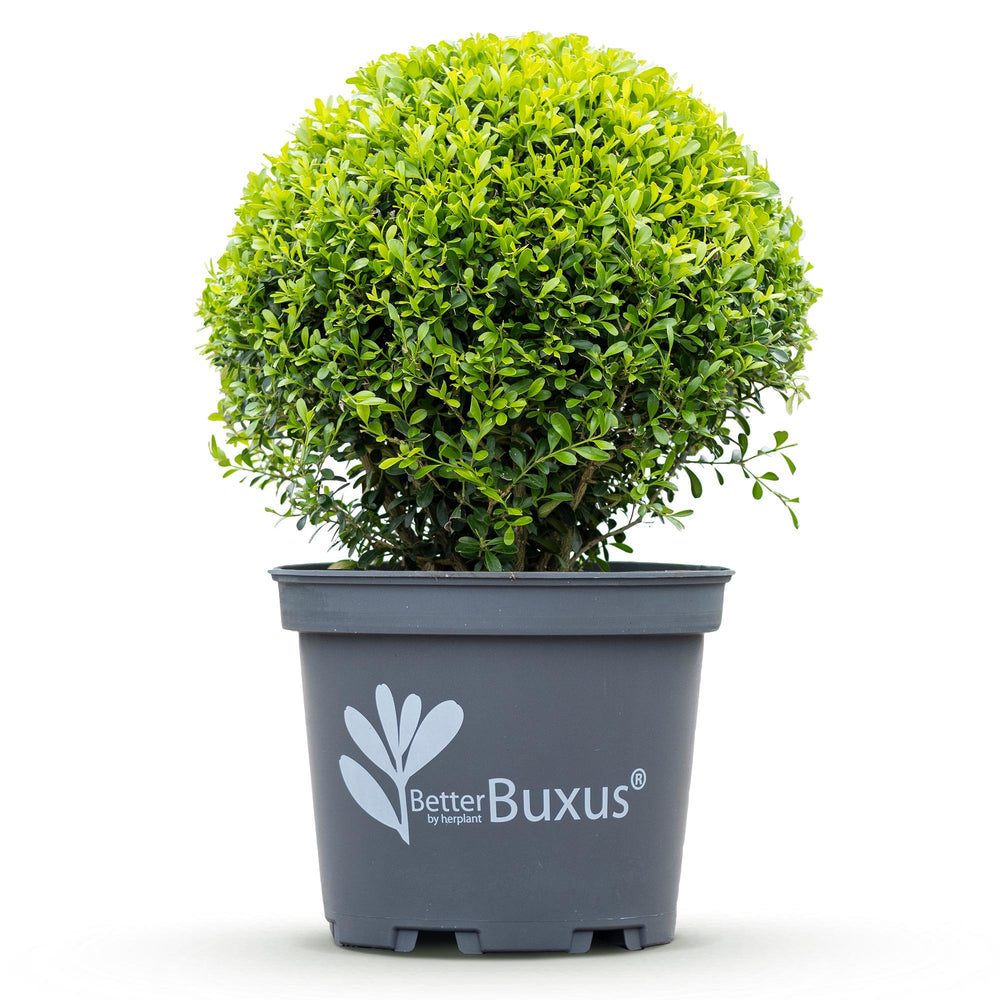 BetterBuxus Skylight box ball 30cm in 26cm pot - view 2