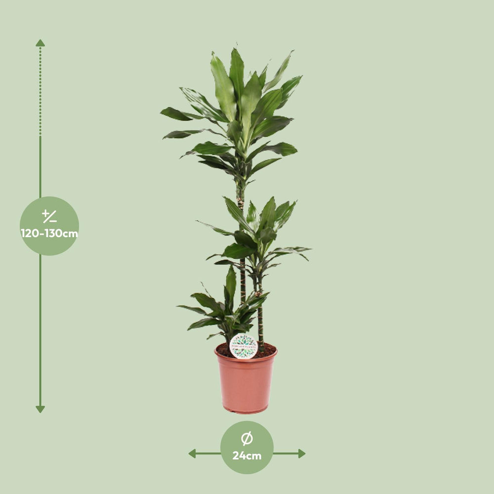 Healthy foliage and strong roots close-up of Dracaena Janet Lind - Ø24cm - ↕130cm
