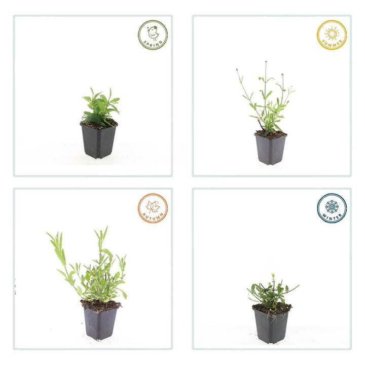 6x Verbena bon. 'Lollipop' - ↕10-25cm - Ø9cm