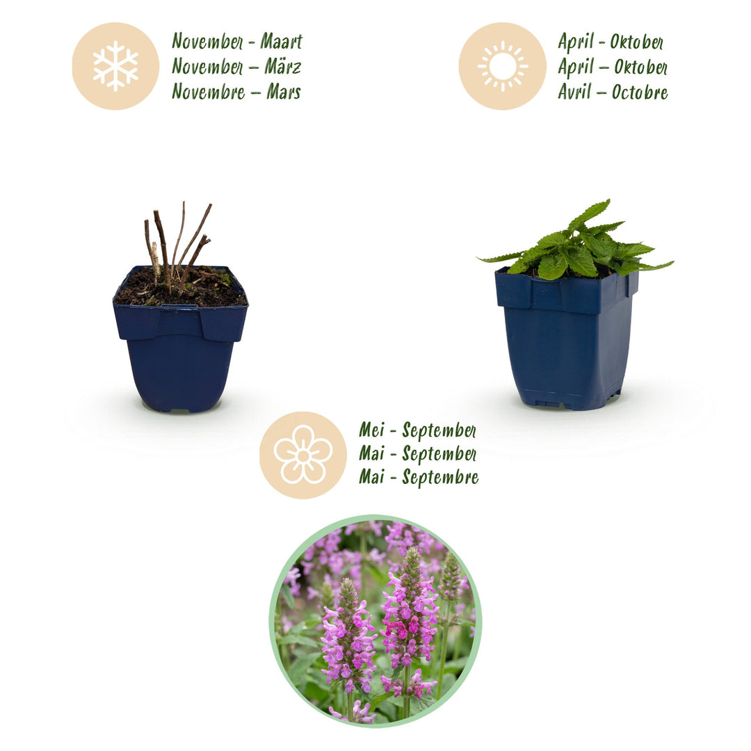 Pack of 24 Stachys officinalis 'Ukkie' betony plants in 11cm pots - view 4