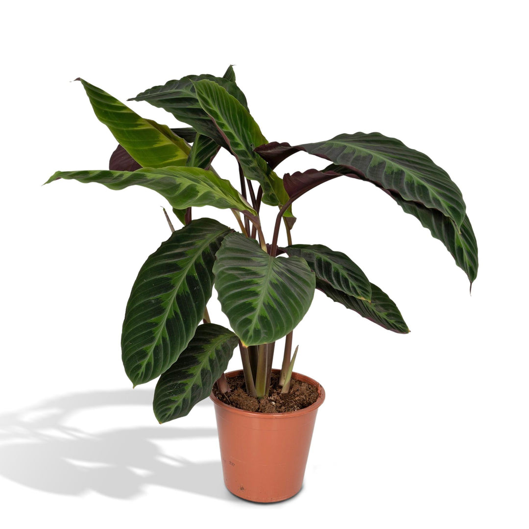 Patterned prayer-plant leaves close-up of Calathea Warscewiczii - Peacock plant - Ø19cm - ↕70cm