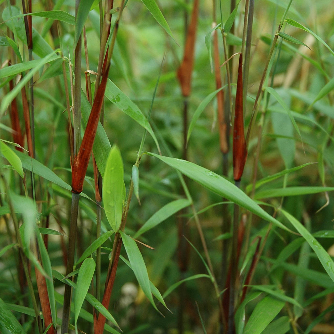 12 Fargesia Asian Wonder clumping bamboo plants in 14cm pots - view 4