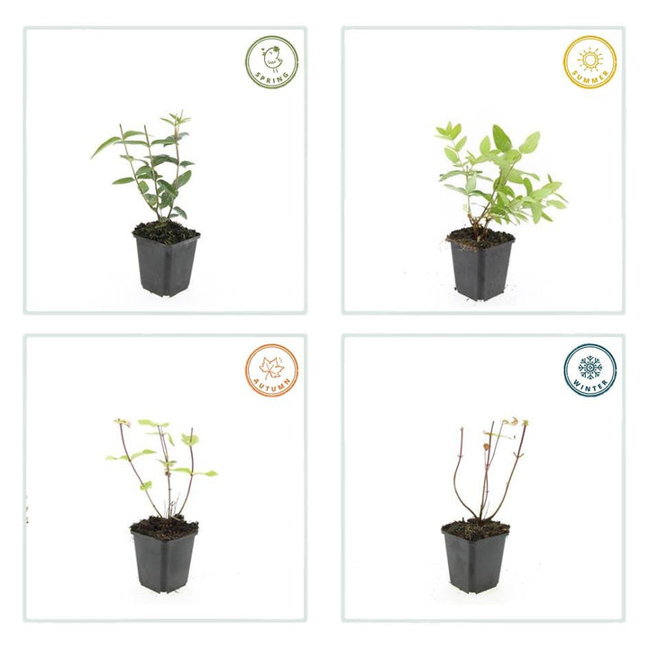 6x Hypericum inodorum - ↕10-25cm - Ø9cm full-plant overview, healthy foliage and strong roots