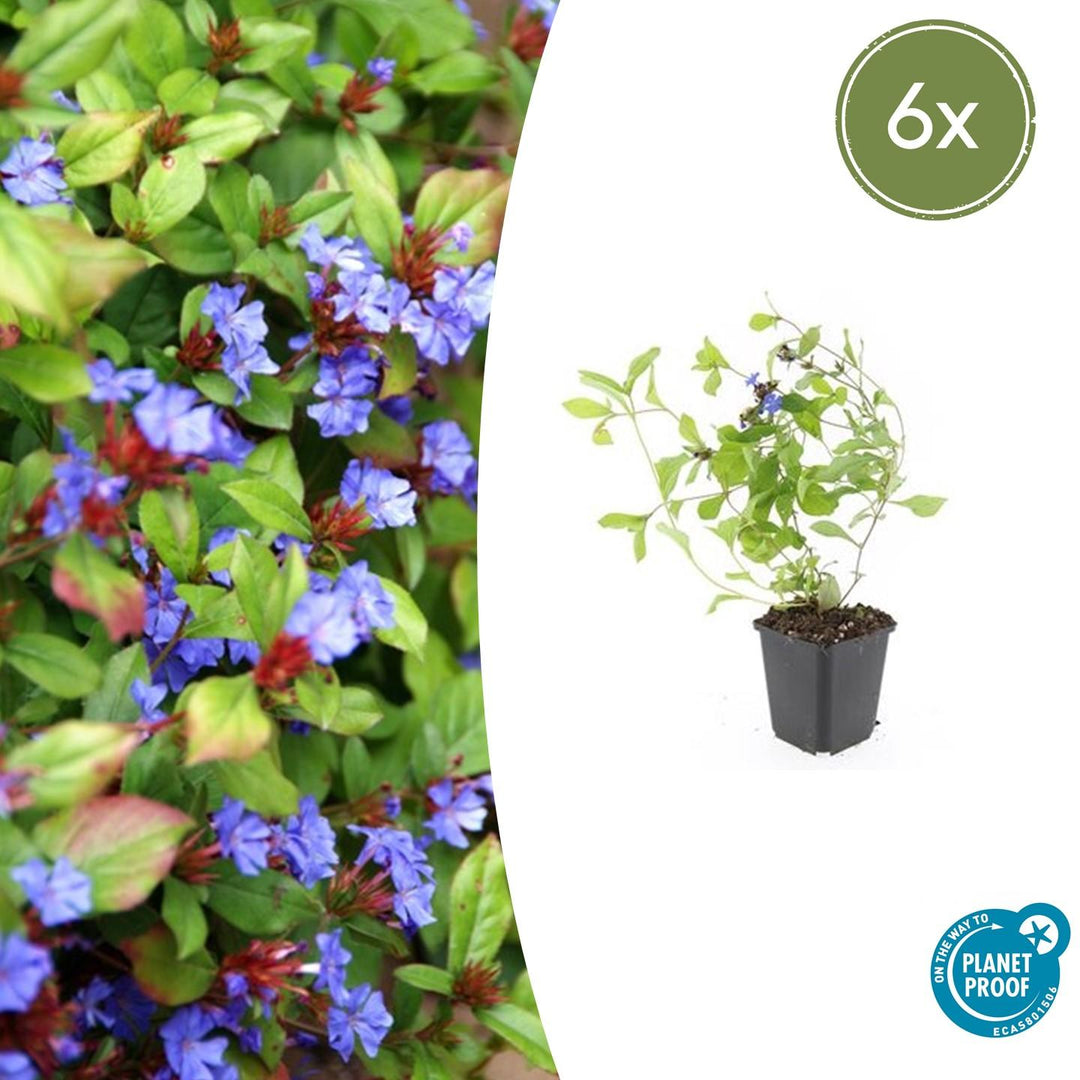 Ceratostigma plumbaginoides with bright blue flowers and red buds on lime-green foliage, young plant in black pot
