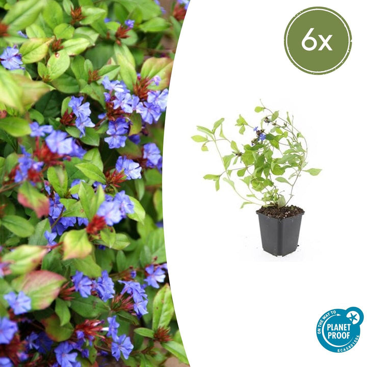 Ceratostigma plumbaginoides with bright blue flowers and red buds on lime-green foliage, young plant in black pot