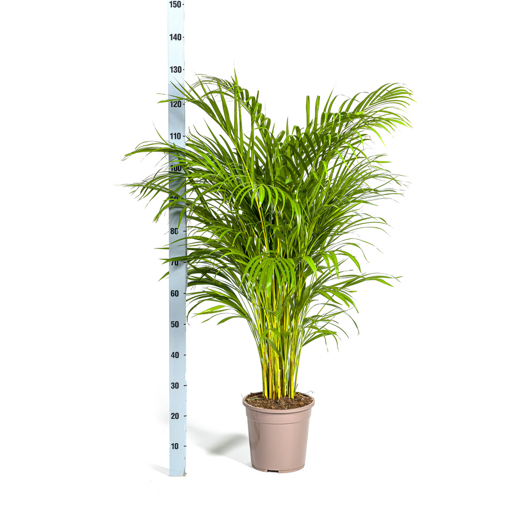 Dypsis Areca Lutescens 120-140cm — Areca Palm in 24cm pot