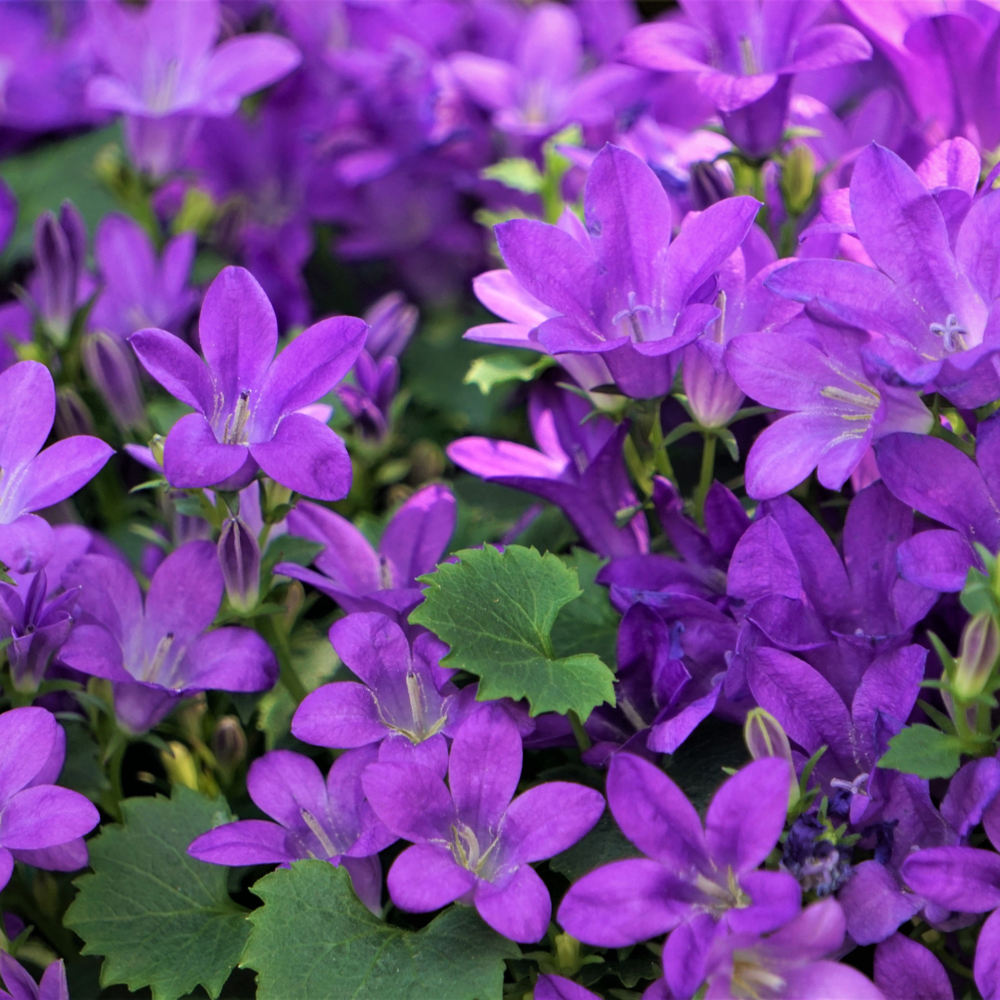 Healthy foliage and strong roots close-up of 6x Campanula portenschlagiana - ↕10-25cm - Ø9cm