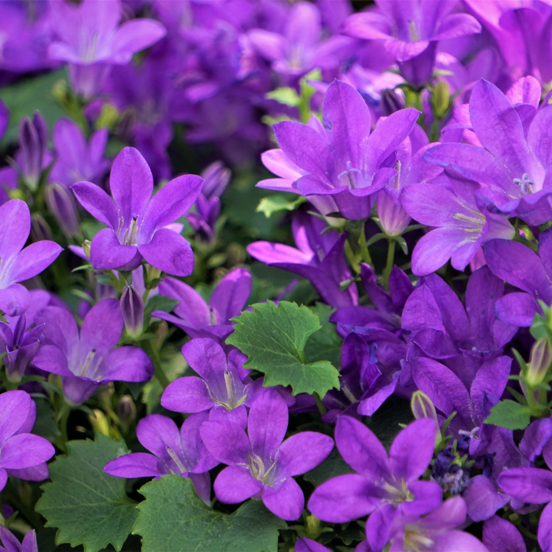 Healthy foliage and strong roots close-up of 6x Campanula portenschlagiana - ↕10-25cm - Ø9cm