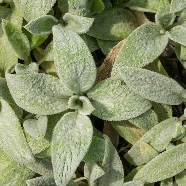 24x Stachys byzantina 'Silver Carpet' - ↕10-25cm - Ø9cm — healthy root ball and nursery pot ready to ship from Ireland