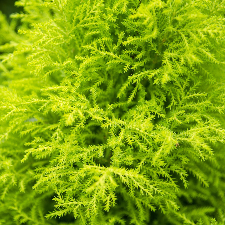 Cupressus 'Goldcrest Wilma' golden lemon-scented conifer, 21cm pot, 85-95cm, supplied with a basket - view 5