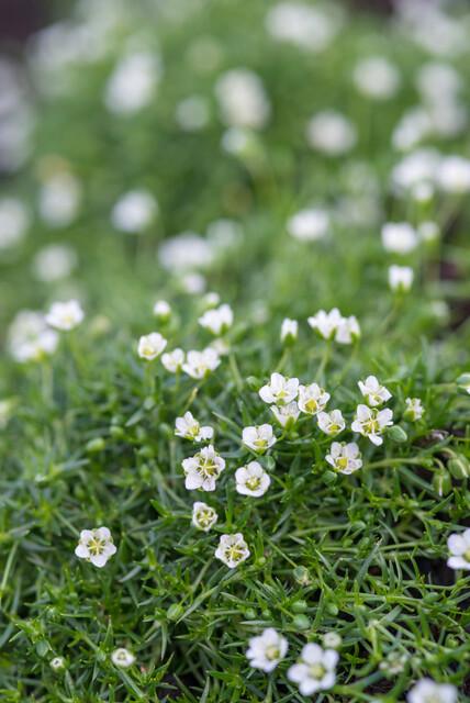 40x Sagina Subulata Irish Moss - Evergreen Ground Cover - Ø9cm