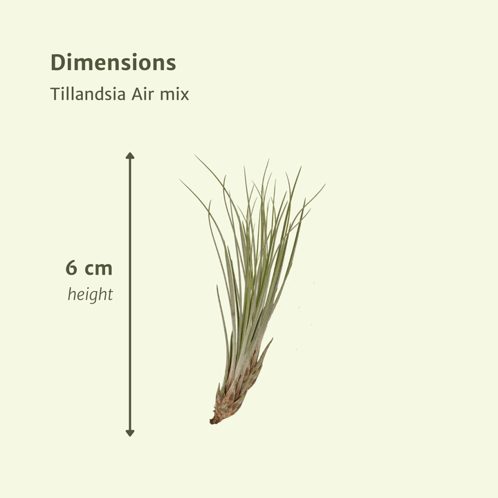 Everspring - Tillandsia Air mix - 20 pieces - 6 cm - ø6 — healthy root ball and nursery pot ready to ship from Ireland