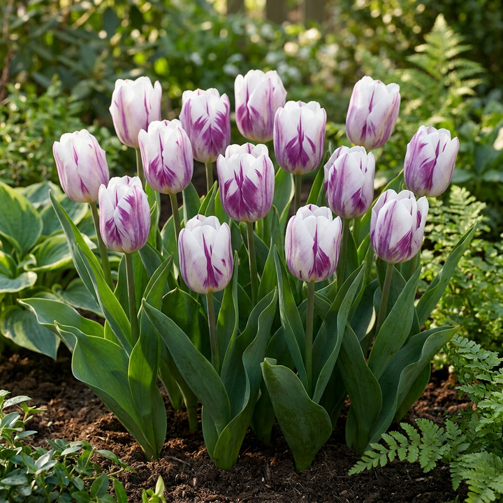 120x Tulipa Flaming Flag Bulbs - White and Purple - Spring Flowering - Size 11/12