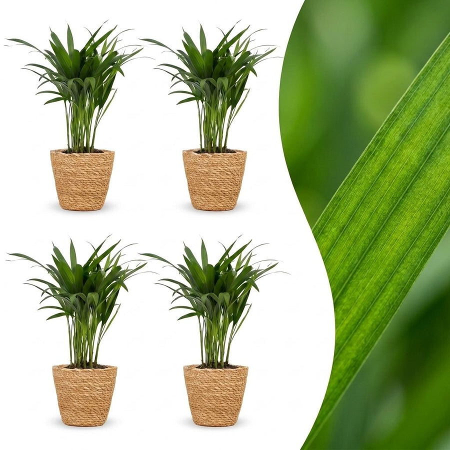 Areca Palm with soft feathery fronds arching from slender golden stems, set of 4 plants in a woven basket, about 45cm tall