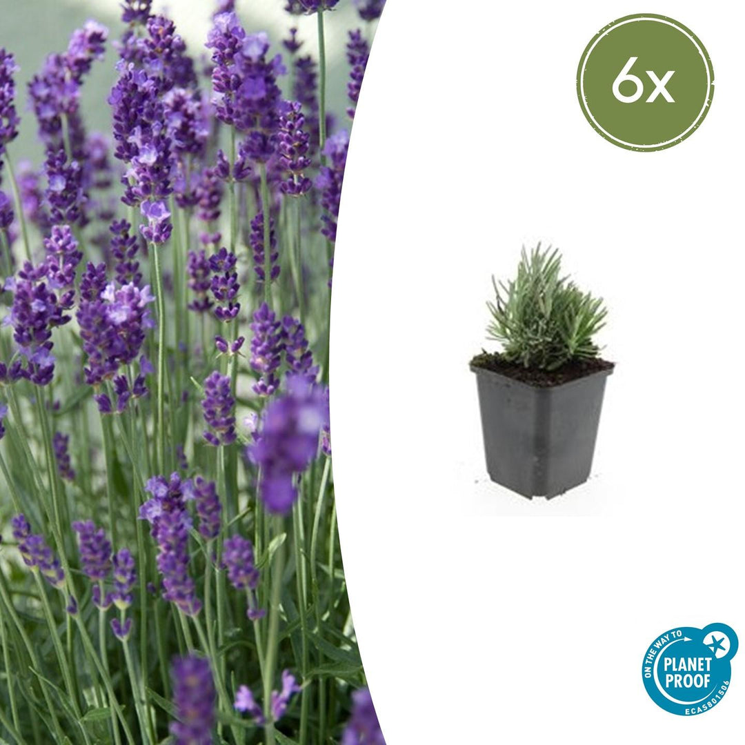 Lavender 'Dwarf Blue' with dense purple flower spikes and narrow green foliage in black plastic pot, 10-25cm tall