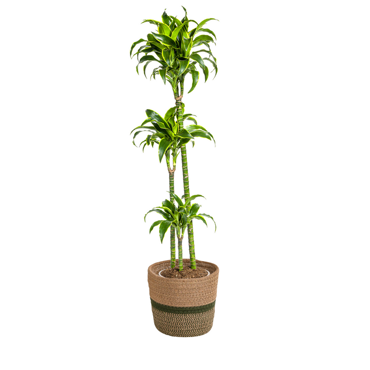 Dracaena Deremensis Dorado with basket Ø24cm - ↕120 - 140cm