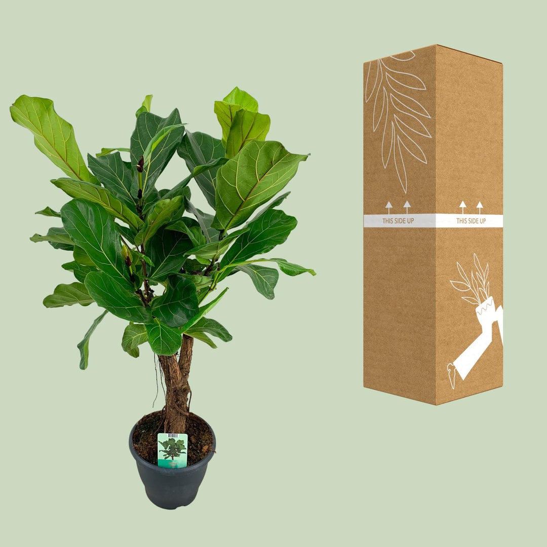Ficus Lyrata Fiddle Leaf Fig - 26cm Pot - 100cm Tall