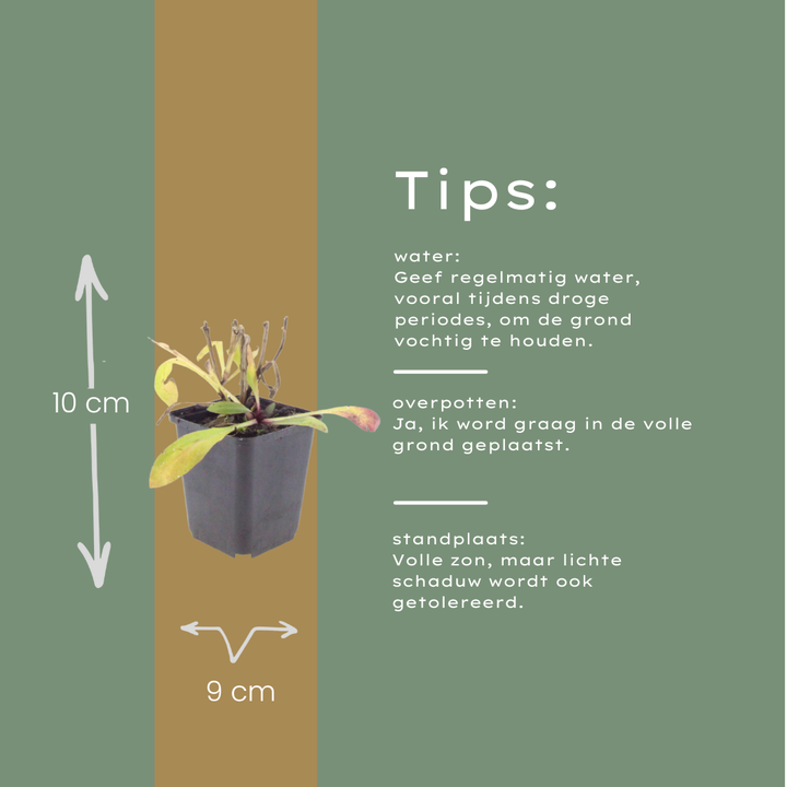 60x Helenium 'Moerheim Beauty' - ↕10-25cm - Ø9cm