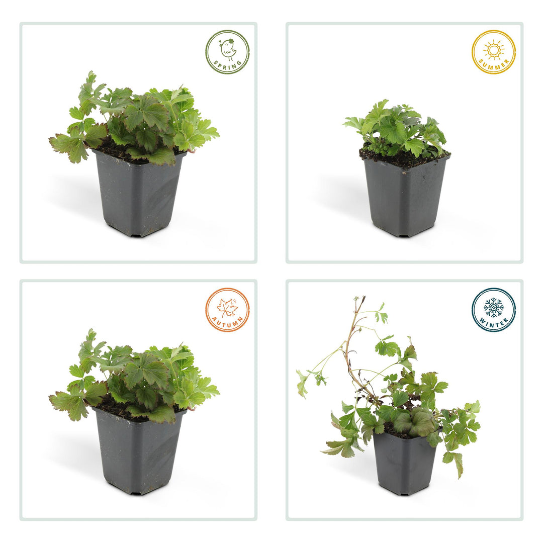 48x Waldsteinia ternata - ↕10-25cm - Ø9cm