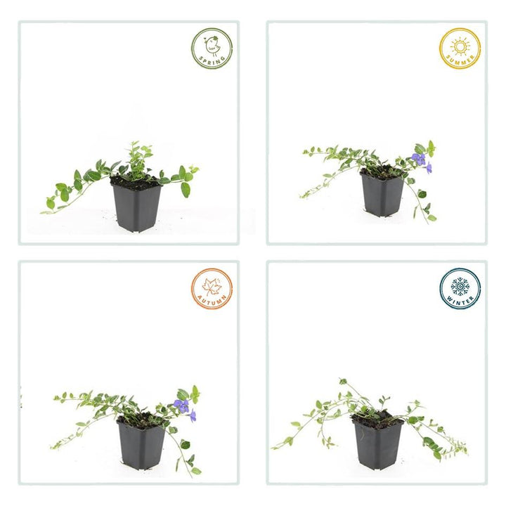 6x Vinca minor 'Ralph Shugert' - ↕10-25cm - Ø9cm