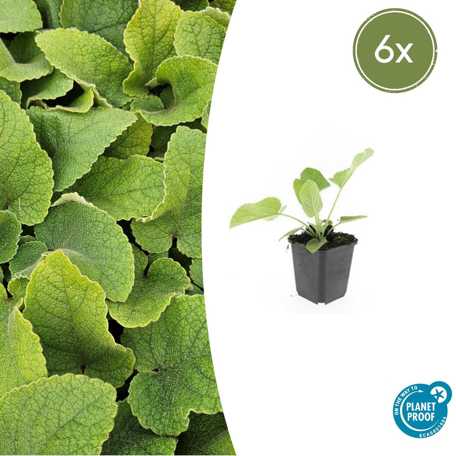 Bright lime-green, textured leaves of Phlomis russeliana in close-up, with small potted plant in black container shown at…