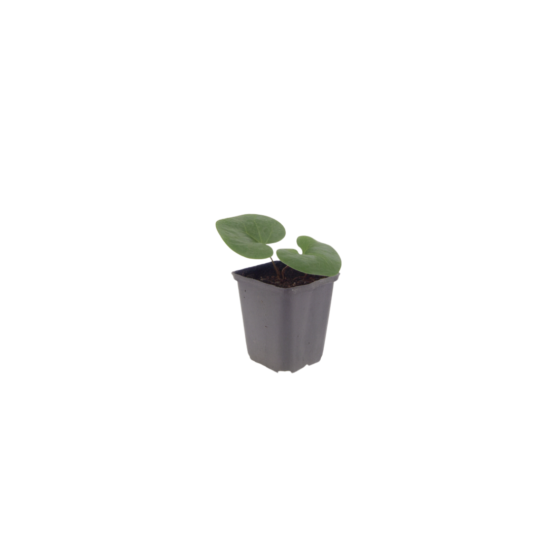 6x Asarum europaeum - ↕10-25cm - Ø9cm packed for EU plant delivery from PlantGift.ie