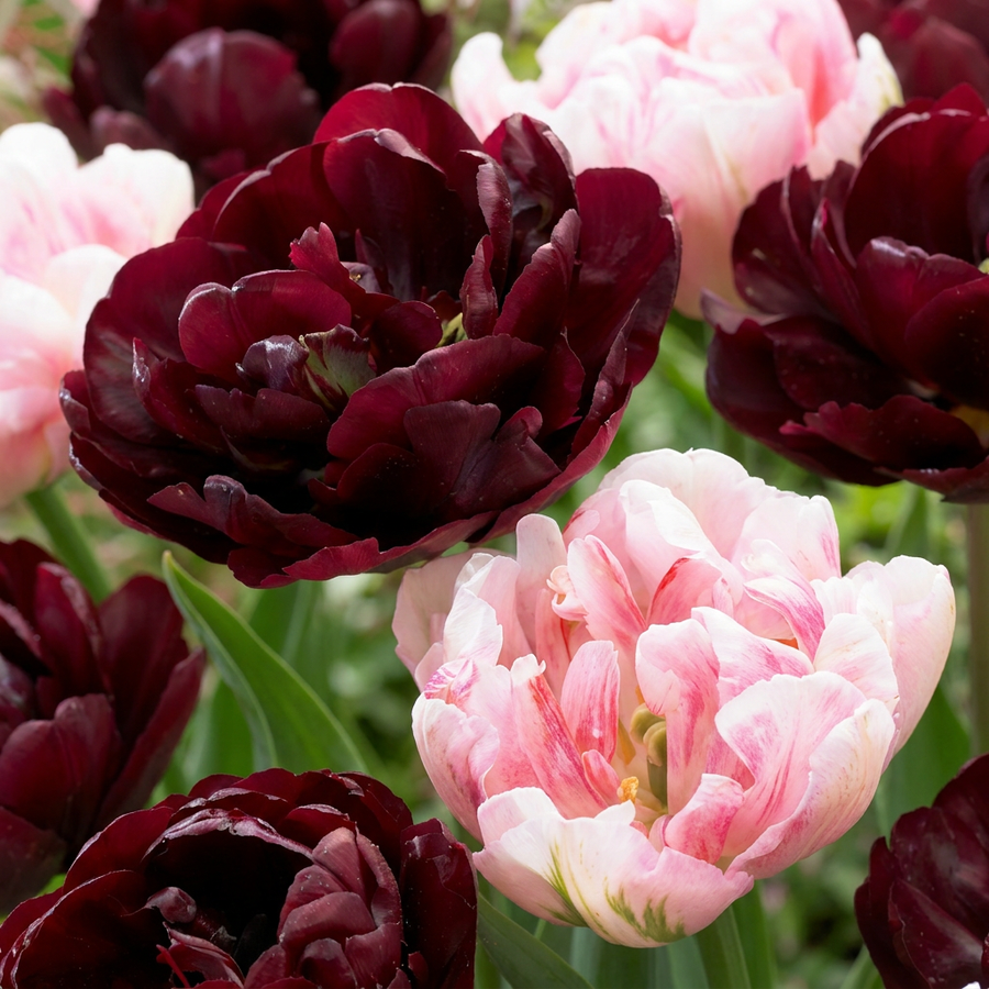 Tulipa Sweet Desire Mix in flower, goblet-shaped blooms on straight upright stems, 96-bulb pack for Irish gardens