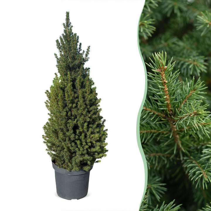 Picea glauca Conica Dwarf Alberta Spruce Christmas tree in 26cm pot