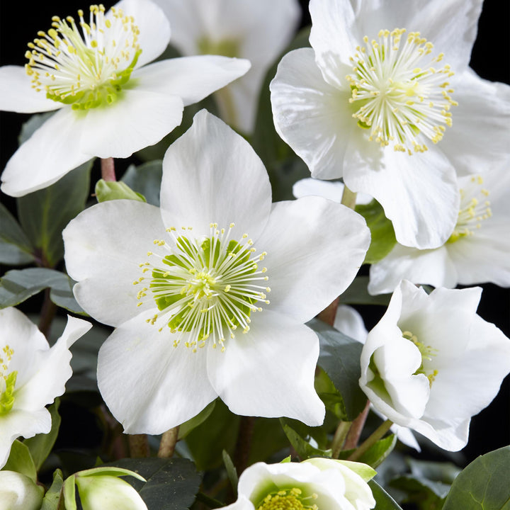 2x Helleborus niger 'Christmas Carol' Christmas Rose in 14cm pots - view 4