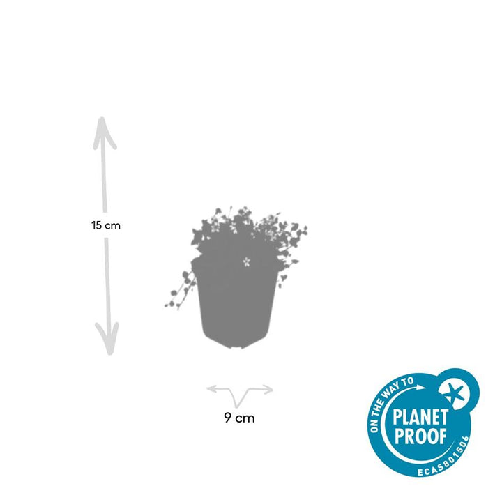 60x Isotoma fluviatilis 'Alba'- ↕10-25cm - Ø9cm