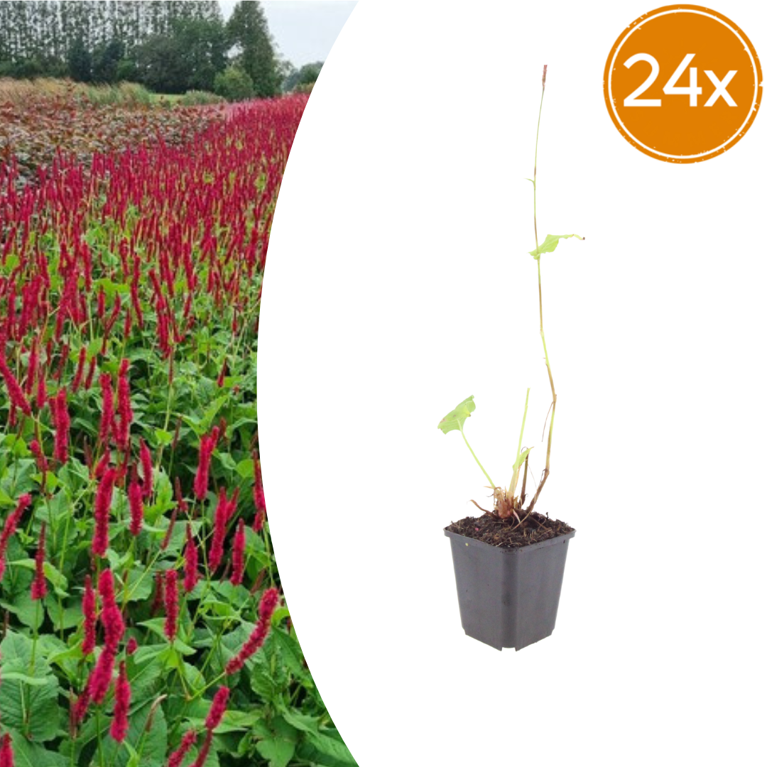 Pack of 24 Persicaria a. 'Blackfield', 10-25cm, 9cm pot