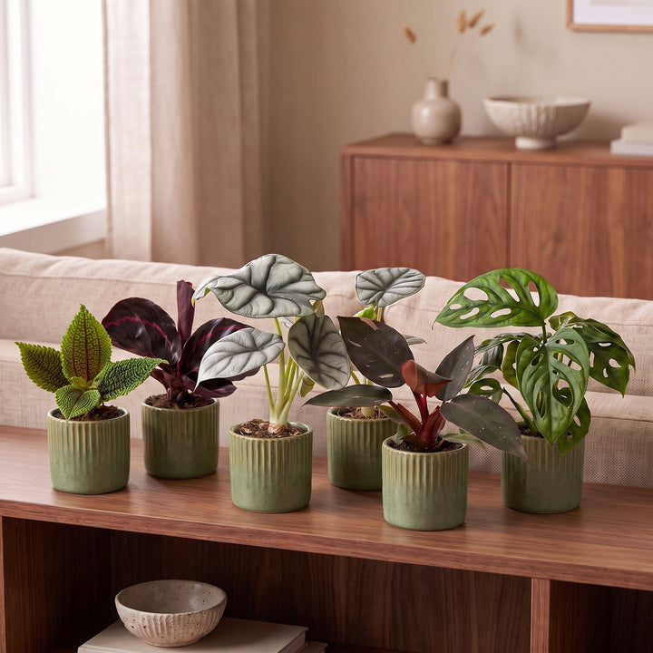 Baby Jungle Mix tropical foliage plants, pack of 6, image 3