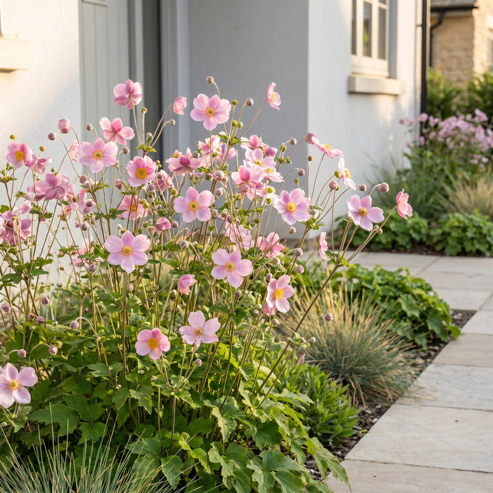 24x Anemone hupehensis 'Splendens' Japanese Anemone - Deep Pink - 11cm Pot - 15-25cm